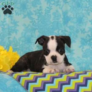 Kiesha, Boston Terrier Puppy